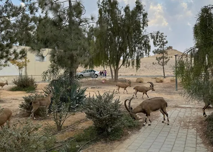 הבית המדברי