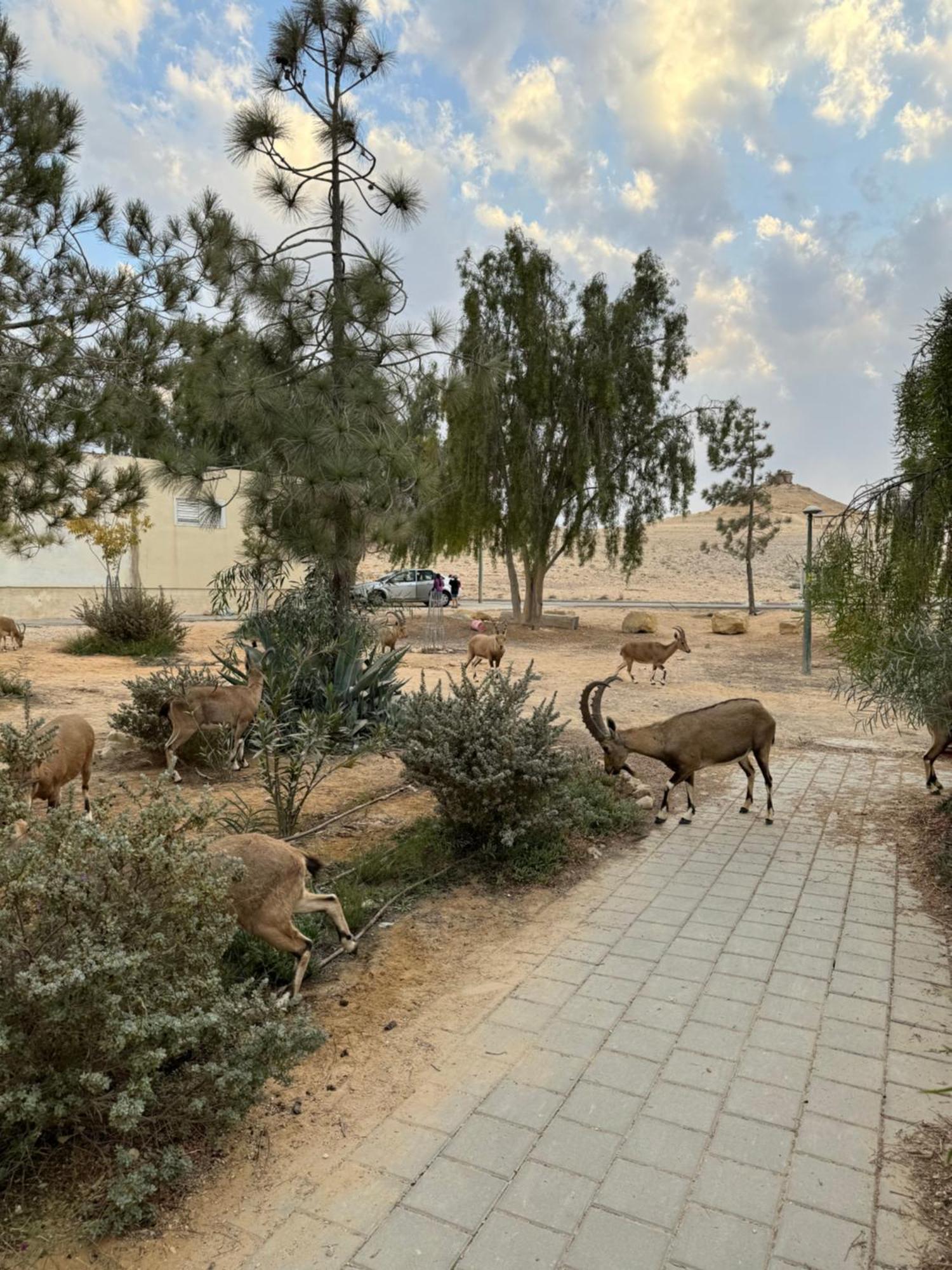 הבית המדברי Apartment Mitzpe Ramon