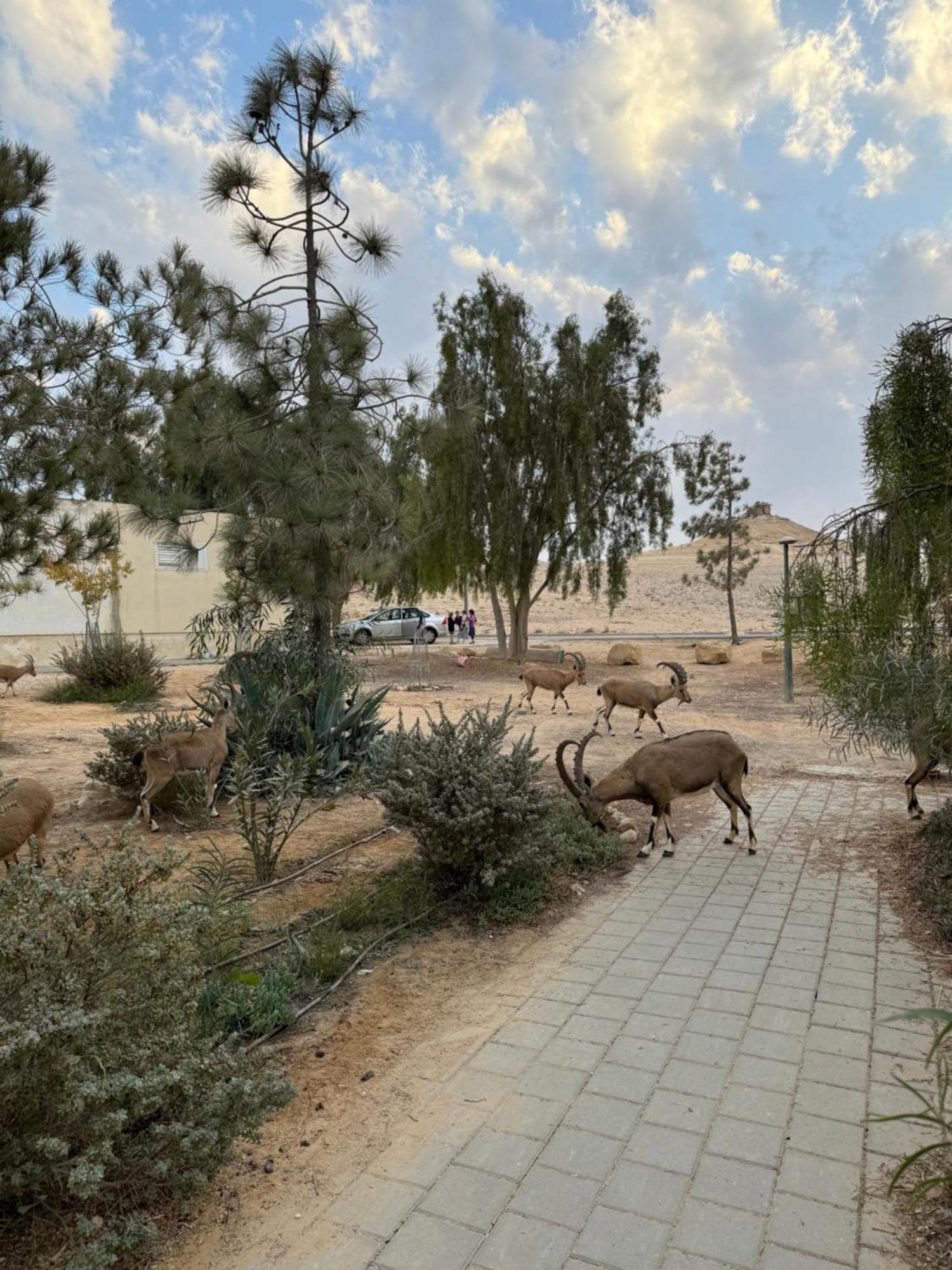 הבית המדברי Mitzpe Ramon